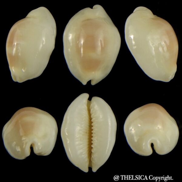 Palmadusta clandestina moniliaris candida N&R 17.39 mm Gem-0