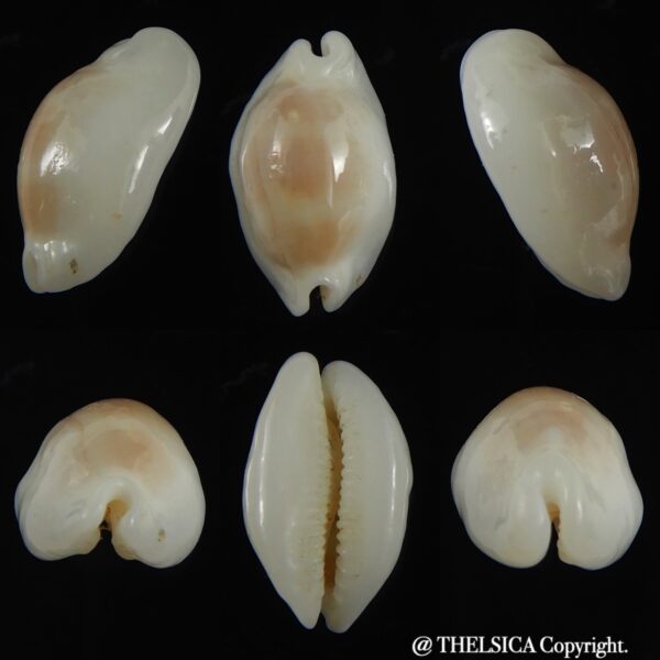 Palmadusta clandestina moniliaris candida N&R 16.32 mm Gem-0