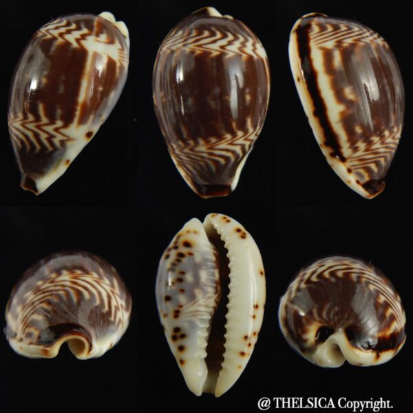 Palmadusta diluculum " Pembaeensis" 28.92 mm Gem-0