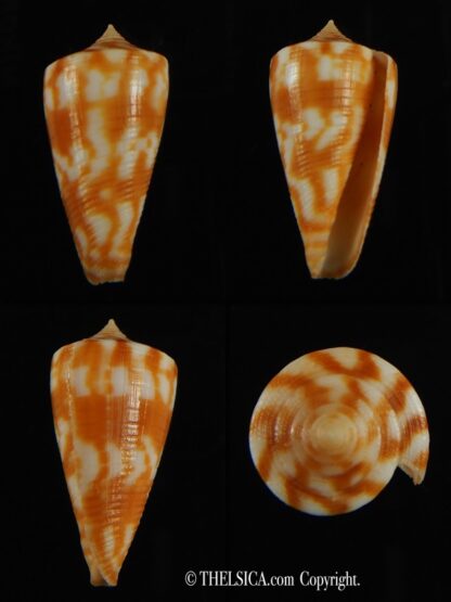 Phasmaconus dampierensis 28.54 mm Gem-0