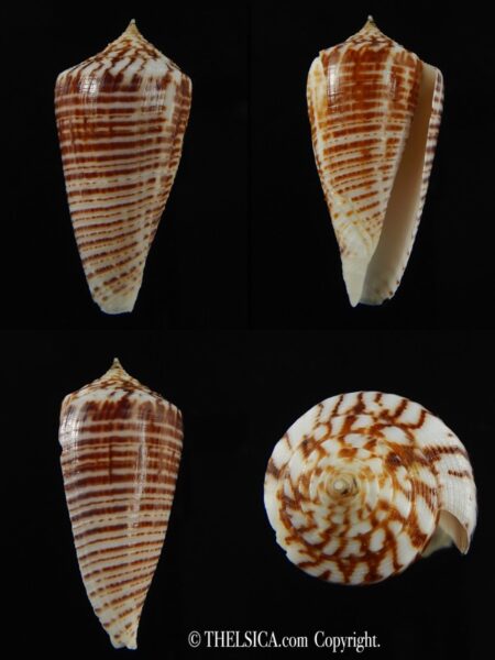 Phasmaconus mucronatus 37.72 mm F++/F+++-0