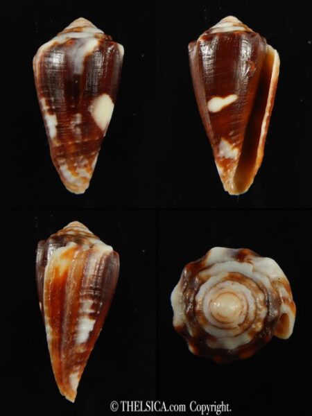 Phasmoconus exiguus cabritii 29.92 mm Gem (-)-0
