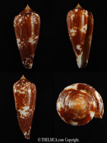Phasmoconus lienardi ... Black ... 39.11 mm Gem-0