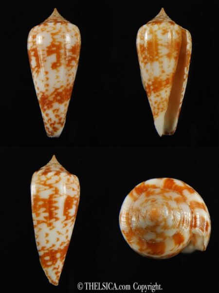 Phasmoconus lienardi ...39.32 mm Gem-0