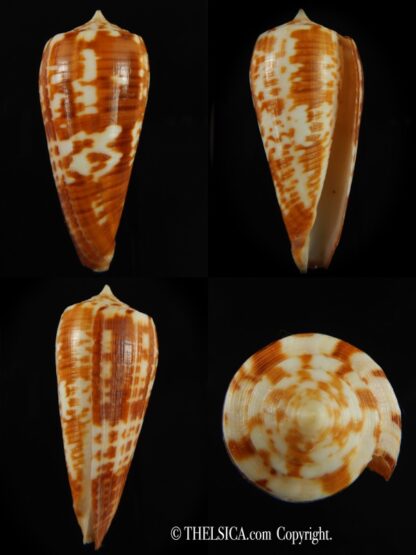 Phasmoconus lynceus .. Australia .. 59.95 mm Gem-0