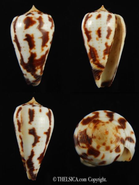 Phasmoconus pica 32.02 mm Gem-0