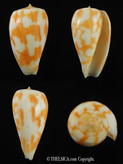 Phasmoconus pica petergabrielli 30.15 mm Gem-0