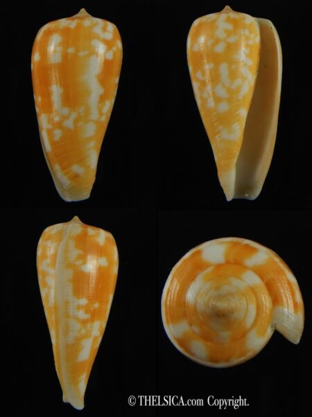 Phasmoconus spectrum spectrum 41.93 mm Gem-0
