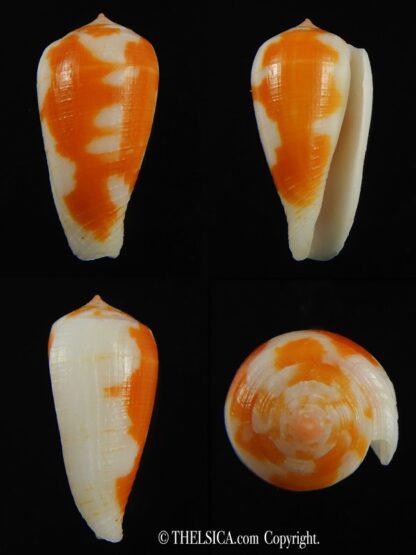 Pinnoconus robini 25.52 mm Gem -0