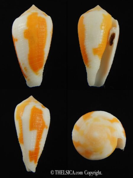Pinnoconus robini 26.46 mm Gem-0