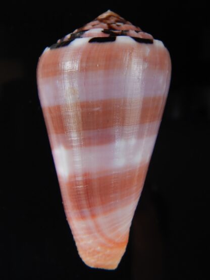 Pionnoconus gauguini 57,06 mm Gem-68462