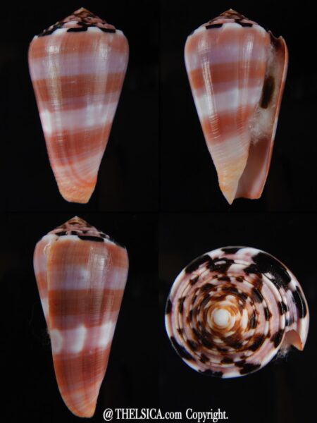 Pionnoconus gauguini 57,06 mm Gem-0