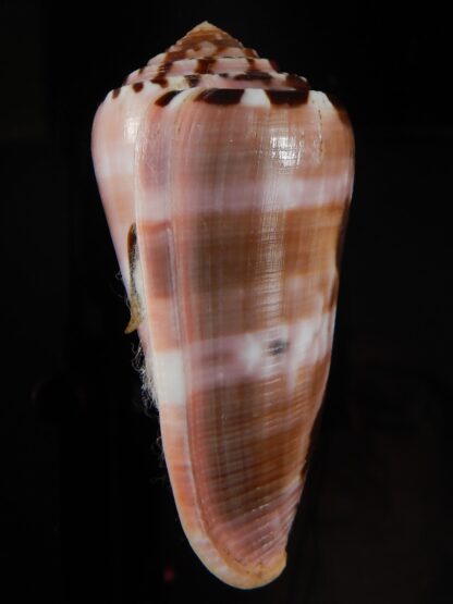 Pionoconus gauguini ...Big size ... 72,95 mm Gem-68466