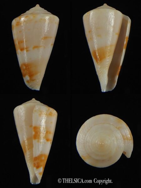 Plicaustraconus wallangra 27.87 mm Gem-0