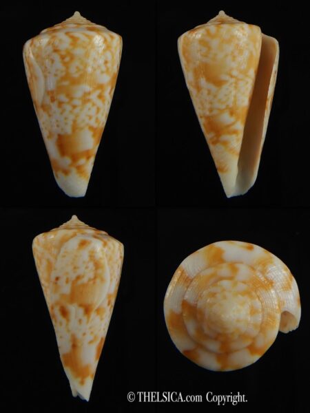 Plicaustraconus wallangra 31.07 mm F++/F+++-0