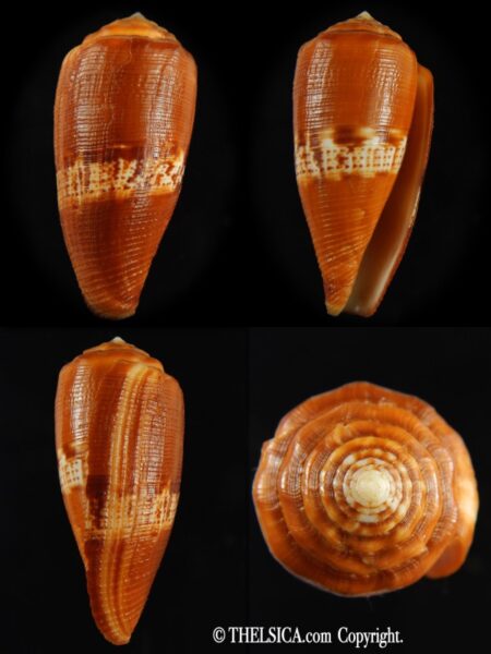 Rubroconus coccineus ... GIANT ... 51.50 mm F++-0