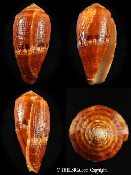 Rubroconus coccineus ... GIANT ... 56.10 mm F++-0