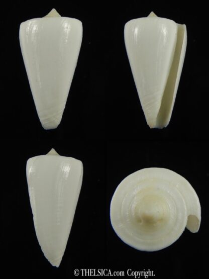 Splinoconus reductaspiralis thevenardensis 35.27 mm Gem-0