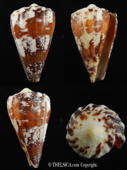 Stephanoconus regius 45.57 mm F++/F+++-0