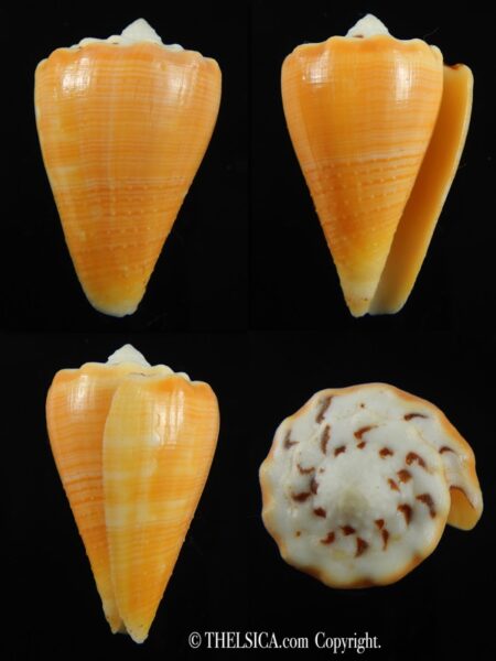 Stephanoconus regius citrinus 39.66 mm F+++/Gem -0
