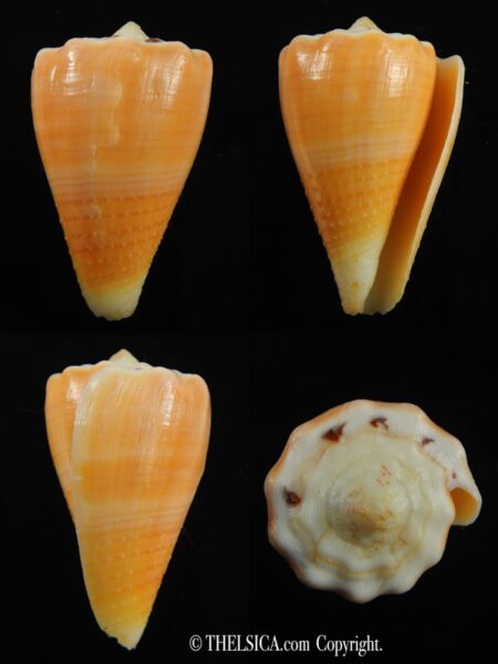 Stephanoconus regius citrinus 39.75 mm F+++/Gem-0