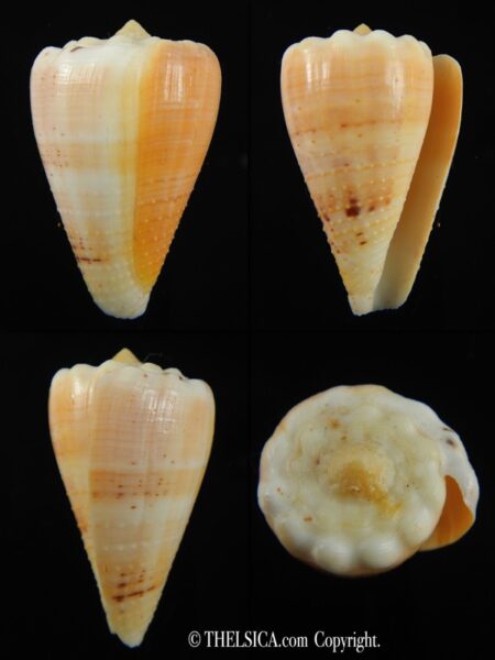 Stephanoconus regius citrinus 41.33 mm F+++/Gem-0