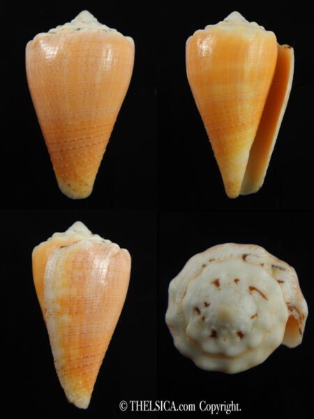 Stephanoconus regius citrinus 42.62 mm F+++/Gem -0