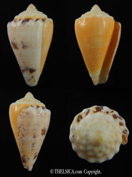 Stephanoconus regius citrinus 44.05 mm F+++/Gem-0