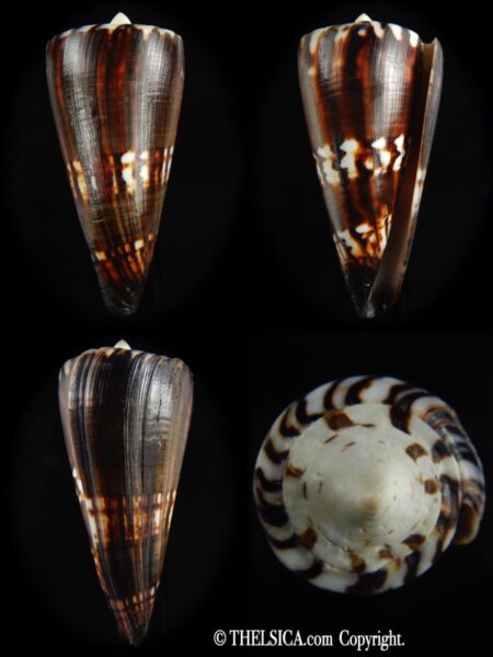 Strategoconus generalis .. Black ... 70.54 mm F+++/ Gem -0