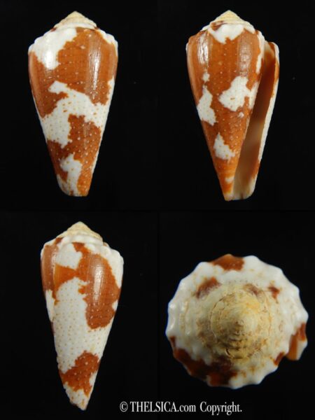Tenorioconus aurantius 36.50 mm F+++-0