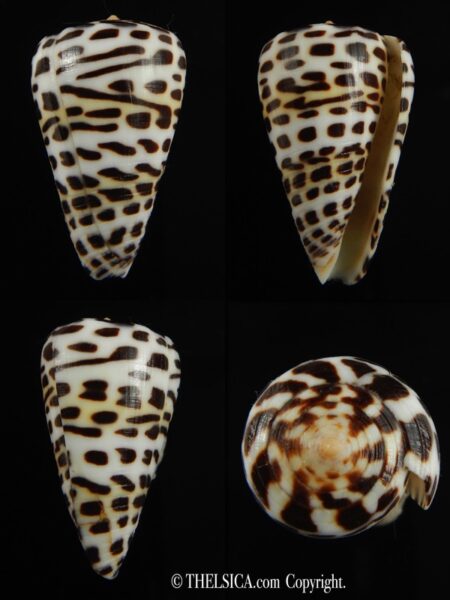 Tesselliconus eburneus polyglotta 34.69 mm Gem-0