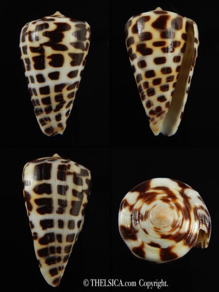 Tesselliconus eburneus polyglotta 35.17 mm Gem-0