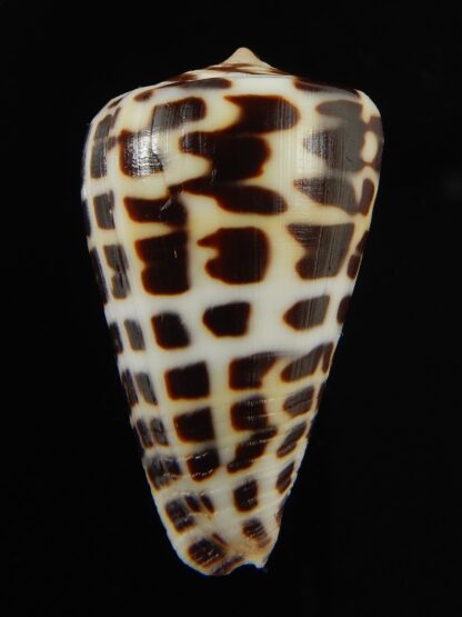 Tesselliconus eburneus polyglotta 35.17 mm Gem-69489