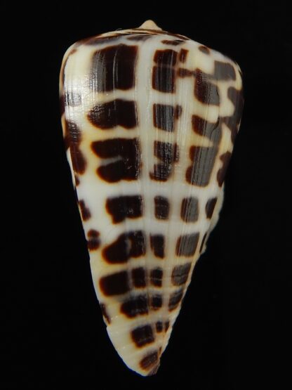 Tesselliconus eburneus polyglotta 35.17 mm Gem-69488