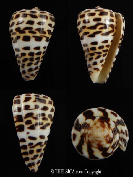 Tesselliconus eburneus polyglotta 36.14 mm F+++/Gem-0