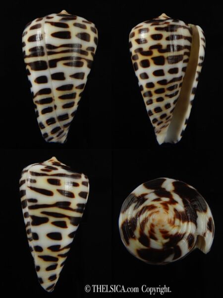 Tesselliconus eburneus polyglotta 37.33 mm Gem-0