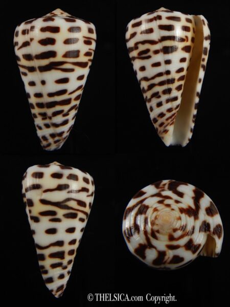 Tesselliconus eburneus polyglotta 39.46 mm F+++/Gem-0