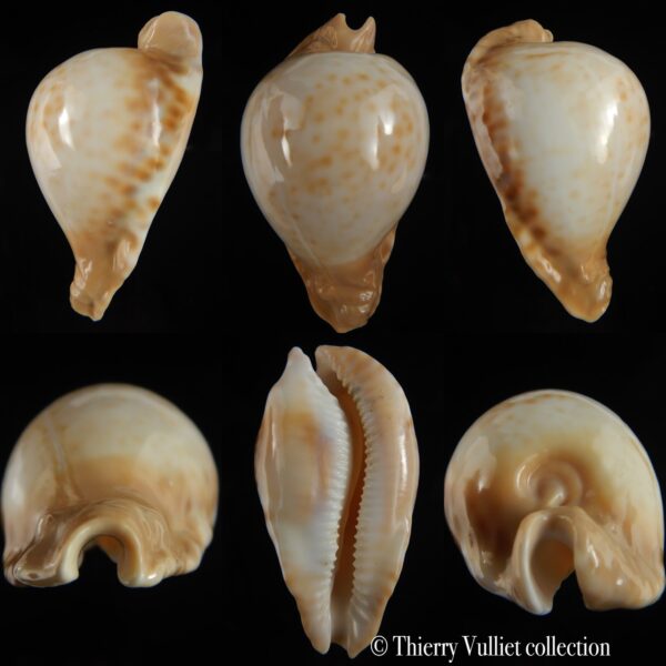 Umbilia petilirostris 81.30 mm Gem-0