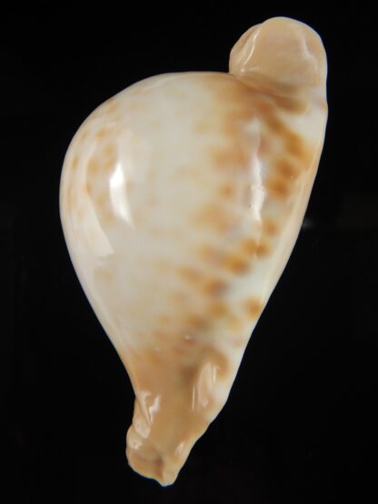 Umbilia petilirostris 81.30 mm Gem-69231