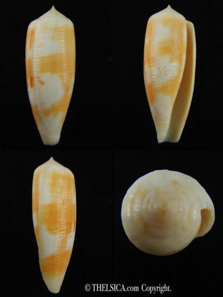 Virgiconus artoptus 48.42 mm F++/F+++-0