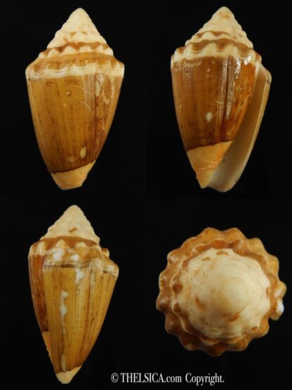 Virroconus dorreensis..BIG SIZE ... 42.56 mm F+++ -0