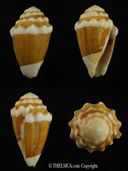Virroconus dorreensis 28.93 mm F+++-0