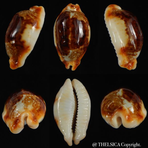 Bistolida stolida crossei 34.33 mm F+++/Gem-0