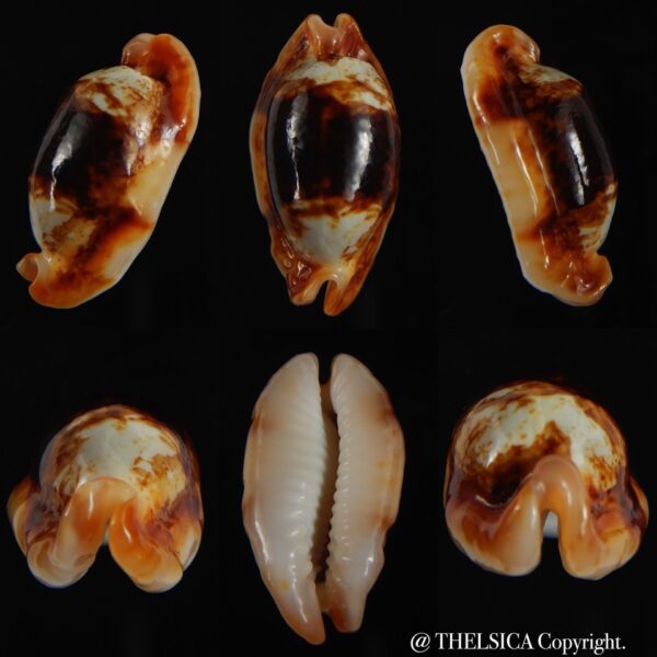 Bistolida stolida crossei N&R 28.16 mm Gem-0