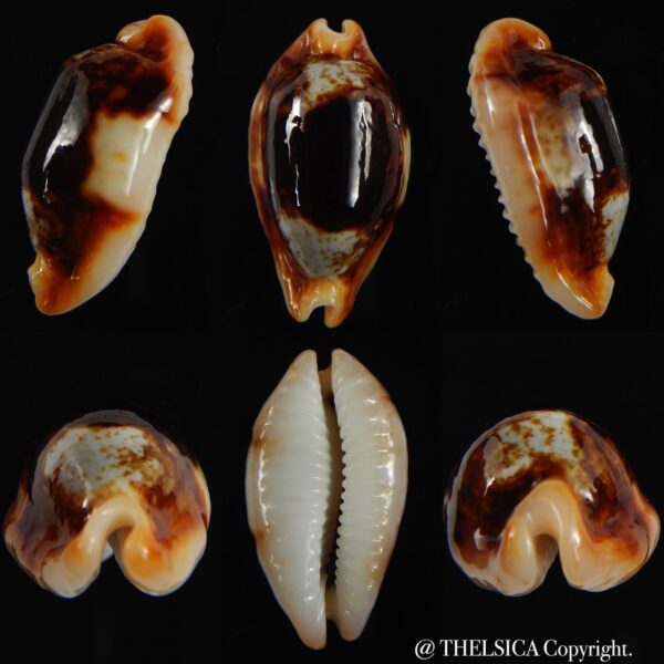 Bistolida stolida crossei N&R 31.83 mm Gem-0