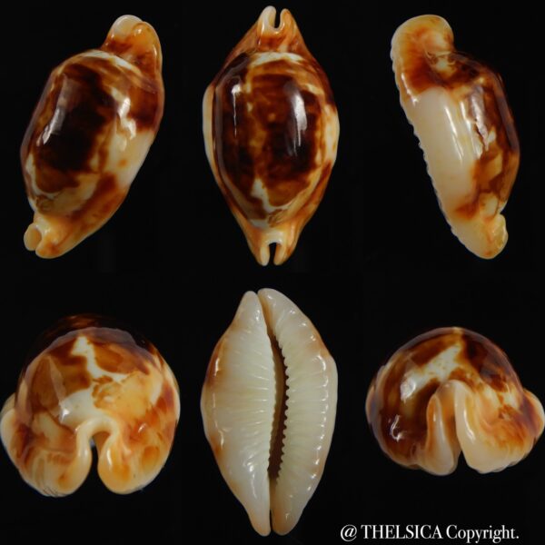 Bistolida stolida crossei N&R 32.02 mm Gem-0