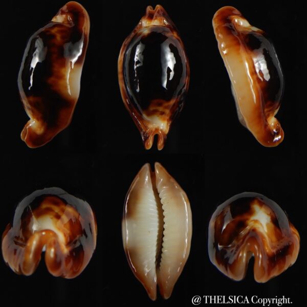 Bistolida stolida crossei N&R 33.04 mm Gem-0