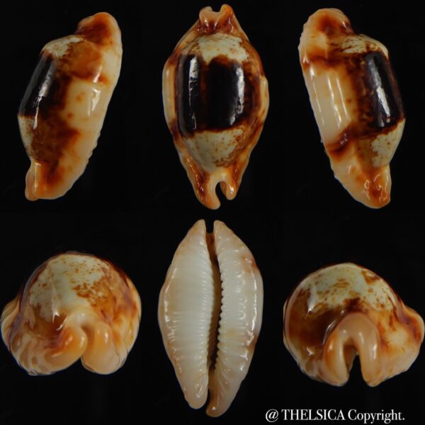 Bistolida stolida crossei N&R 33.72 mm Gem-0