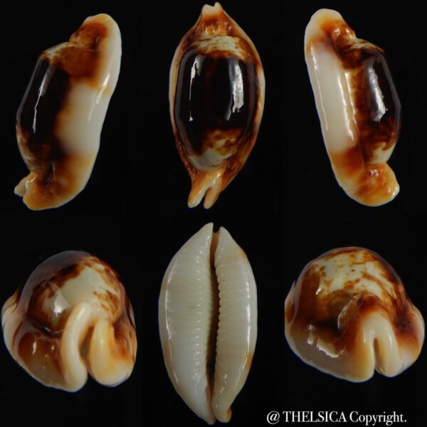 Bistolida stolida crossei N&R 38.75 mm Gem-0