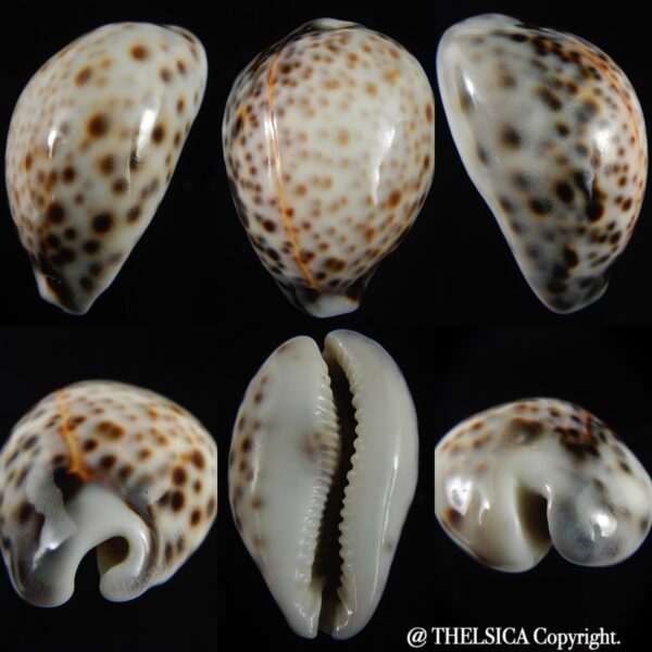 Cypraea tigris pardalis..Top pattern ... 63.35 mm Gem-0